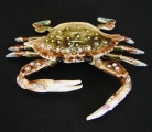 Bejeweled Crab