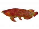 Bejeweled Arowana Fish